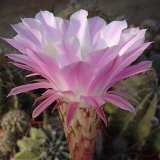 Echinopsis oxygona multiplex JLcoll.1426.JPG